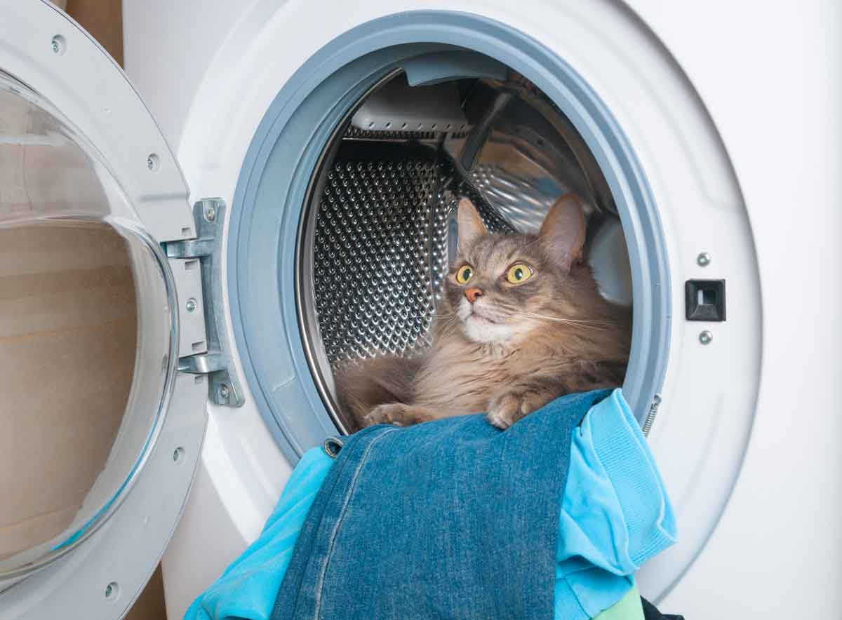 Cat sitting in clothes dryer with clean laundry
